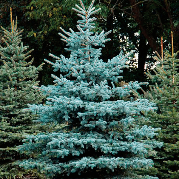 Ezüstfenyő kont. 80/100 cm