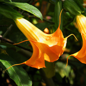 Angyaltrombita narancs