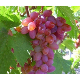 Jupiter csemegeszőlő