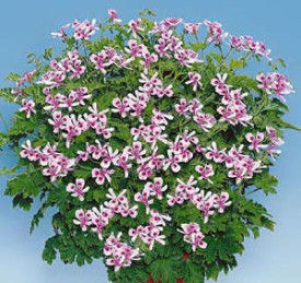 Citronella illatos muskátli 3 db