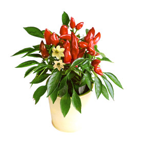 Snack paprika Mini Red