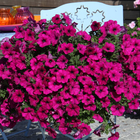 Alpetunia „Dark Purple” (3)