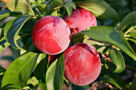 Santa Rosa gyökércsomagolt