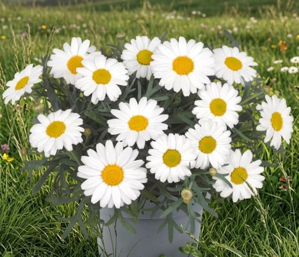 Margarétacserje, fehér