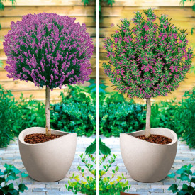 Törzses levendula és rozmaring