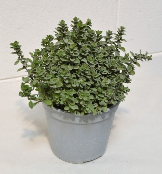 Majoranna fűszernövény