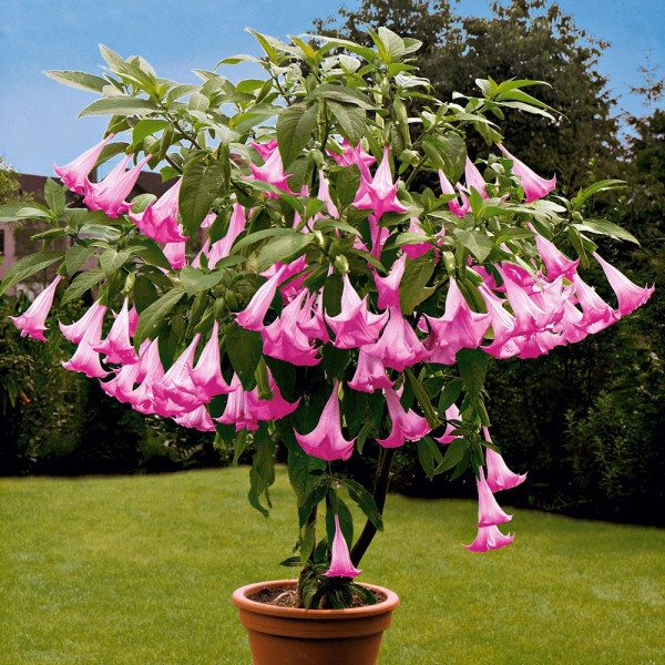 Angyaltrombita Candida Pink