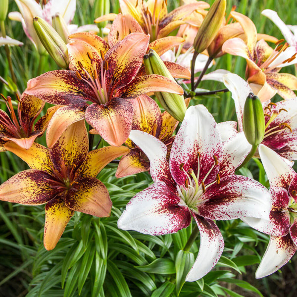 Trible Party liliom (4)