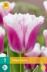 Siesta tulipán (7)