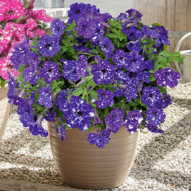 Csillagos égbolt petúnia (3)