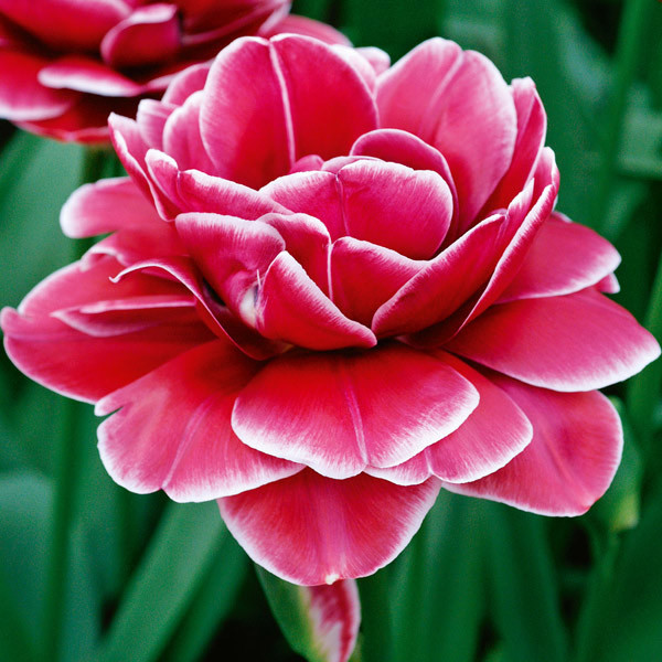Dream Touch tulipán (5)