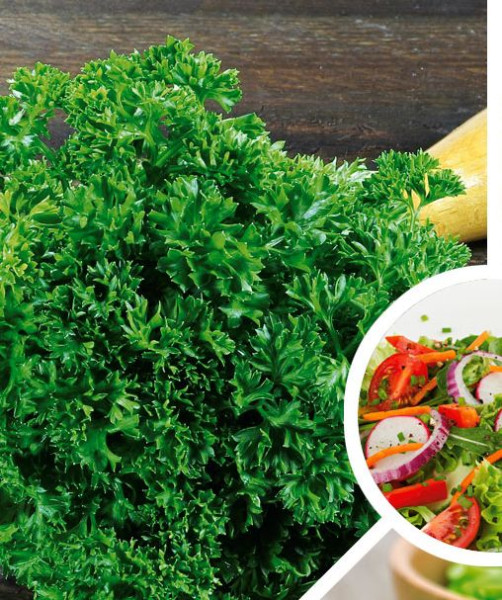 Fodros petrezselyem fűszernövény