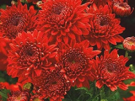 Késői Krizantém Feuerzauber (1)