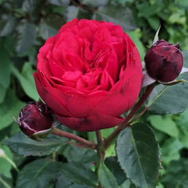 Piano piros tearózsa konténeres