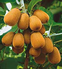 Öntermékeny kivi Jenny