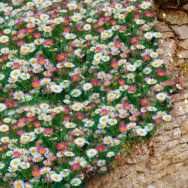 Viva Espana százszorszép (3)