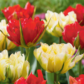 Sweet &Love Valley tulipán (6)