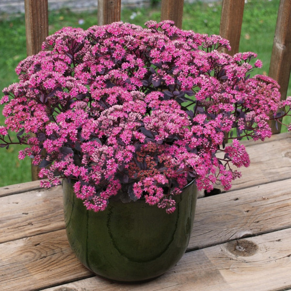 Talajtakaró varjúháj Dazzleberry