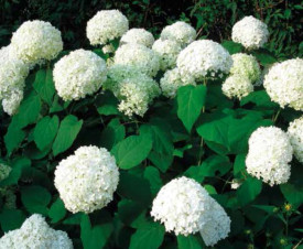 Hortenzia 'Annabelle'