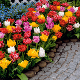 Teltvirágú korai tulipán (15)