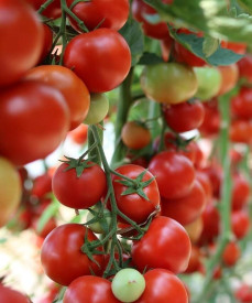 Sweet Million koktélparadicsom