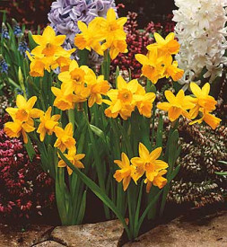 Téte-á-Téte nárcisz(5)