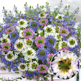 Fehér legyezővirág (3)