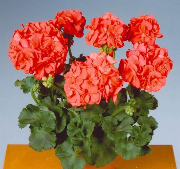 Mandarin állómuskátli (3)