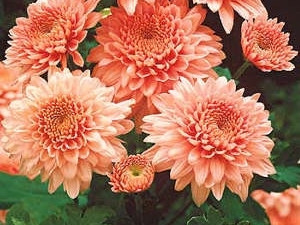Késői Krizantém Shippi Apricot