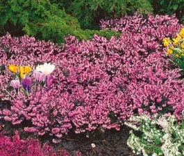 Erika rózsaszín (1)