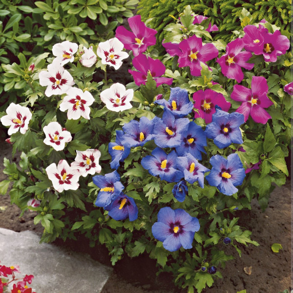 Mályvacserje (hibiszkusz) trió bokor