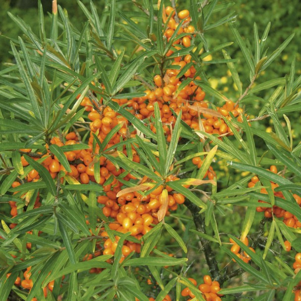 Homoktövis porzós 'Hikul'