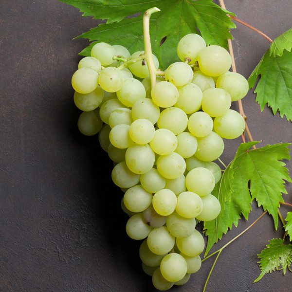 Picurka fehér magnélküli csemegeszőlő