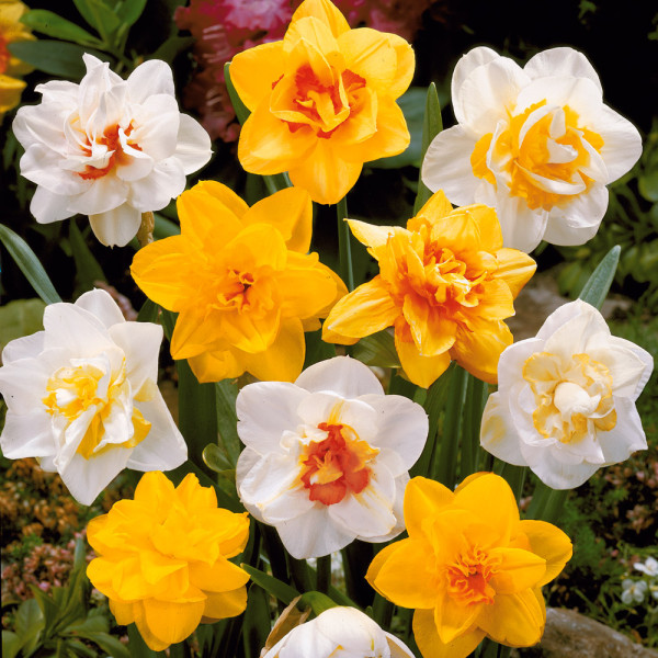 Cserepes telt virágú nárcisz színkeverék 3db