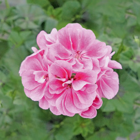 Royal Frosty Pink félfutó muskátli (3)