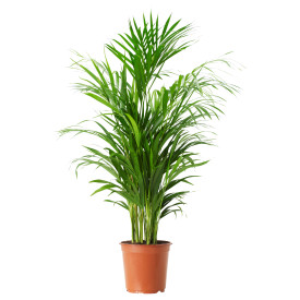 Areca pálma