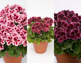 3 Aristo muskátli szuper ajánlat