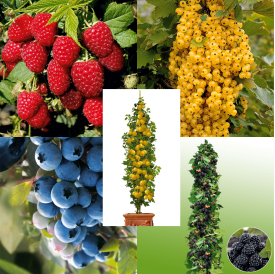 Bogyós összeállítás (5)