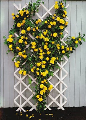 Royal Gold sárga futórózsa