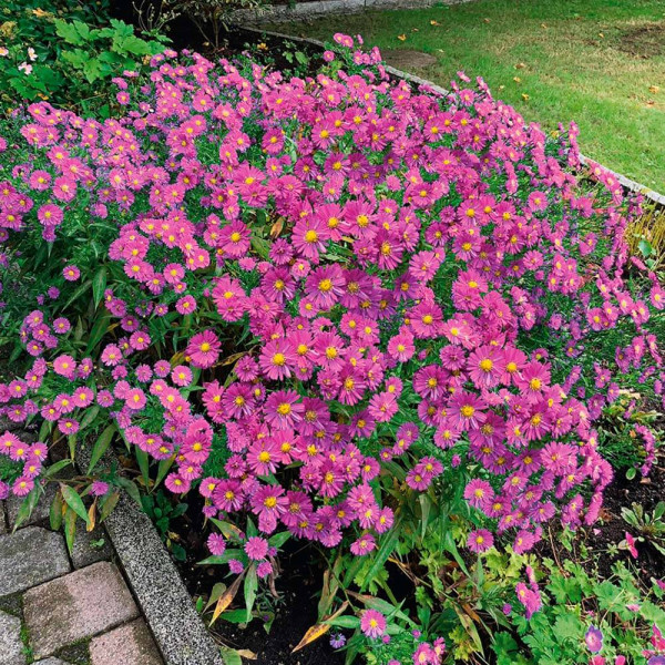 Törpe őszirózsa, rózsaszín nagy cserepes