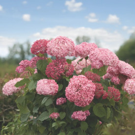 Hortenzia 'Pink Annabelle'