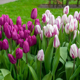 Prince Brothers tulipán (10)
