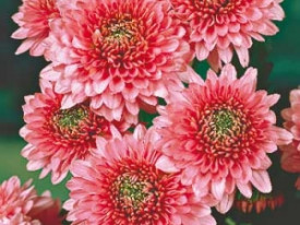 Sonja rózsaszín krizantém