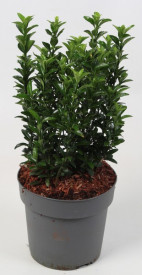 Oszlopos japán kecskerágó (3)