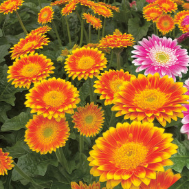 Sweet Blaze gerbera narancssárga/sárga (3)
