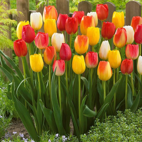 Hosszúszárú tulipán színkeverék 10 db