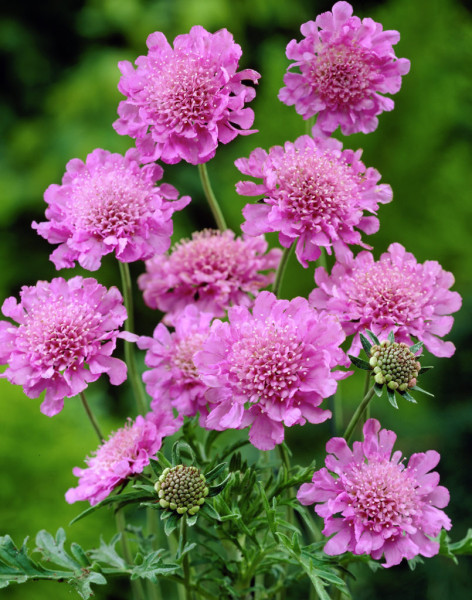 Nagyvirágú ördögszem rózsaszín