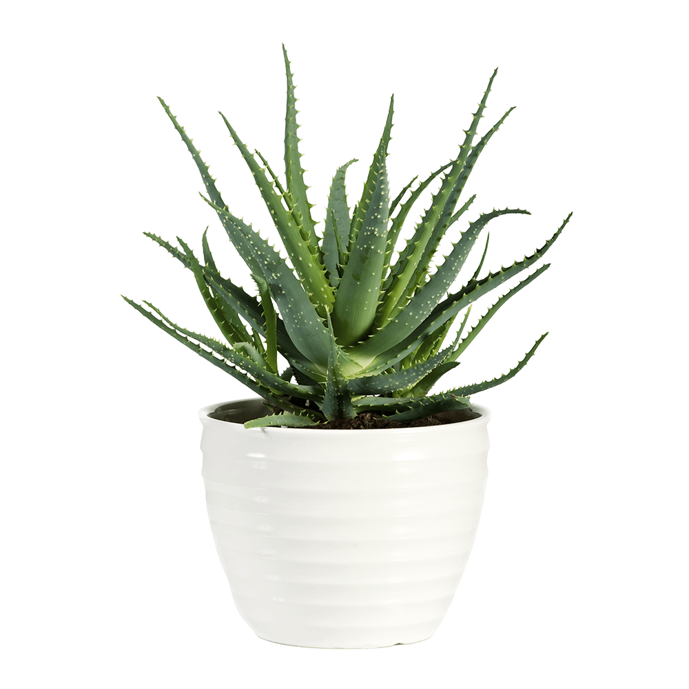 Aloe Vera | Szobanvny | Dszt nvnyek | Sieberz kertszet