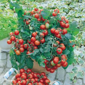 Balkonparadicsom Vilma