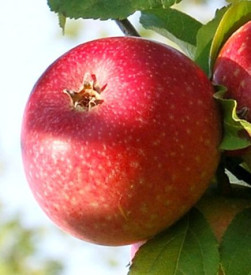 Royal Gala alma